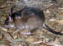 Malagasy.giant.rat.arp.jpg