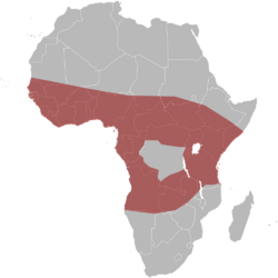 Map-Africa snakes Naja-nigricollis.svg