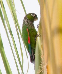 Maroon-tailed Parakeet.jpg