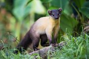 Yellow and black mustelid on the ground