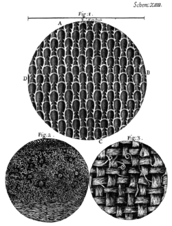 Micrographia Scheme 14.png