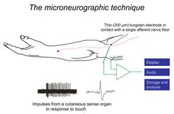 Microneurography, experimental setup, schematic.jpg