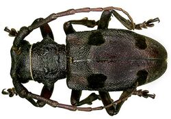 Morimus funereus (Mulsant, 1863) (3215510976).jpg