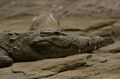 Mugger crocodile (Crocodylus palustris) from Ranganathittu Bird Sanctuary JEG4362.JPG