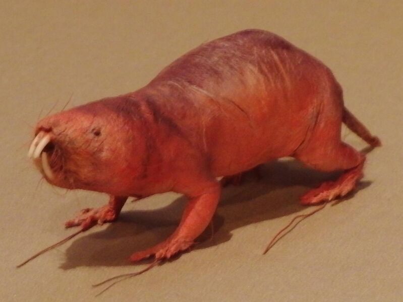 File:Naked mole rat-National Museum of Nature and Science.jpg