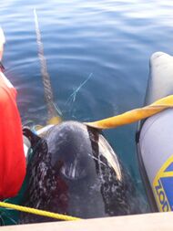A male narwhal with a satellite tag being captured