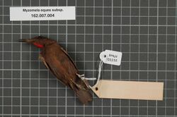 Naturalis Biodiversity Center - RMNH.AVES.133752 2 - Myzomela eques subsp. - Meliphagidae - bird skin specimen.jpeg
