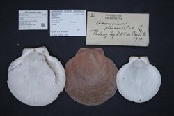 Naturalis Biodiversity Center - ZMA.MOLL.10738 - Amusium pleuronectes (Linnaeus, 1758) - Pectinidae - Mollusc shell.jpeg