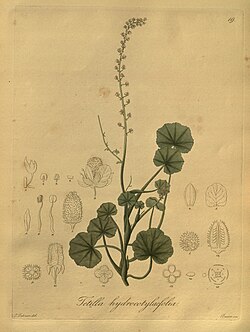 Nova genera ac species plantarum, quas in regno Chilensi Peruviano et in terra Amazonica (Pl. 19) (8618404429).jpg