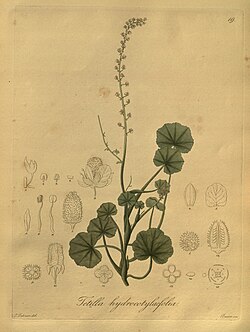 Nova genera ac species plantarum, quas in regno Chilensi Peruviano et in terra Amazonica (Pl. 019) (8618404429).jpg