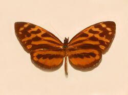 Nymphalidae - Tithorea harmonia hermias.JPG