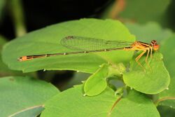 Orange Bluet - Enallagma signatum, Julie Metz Wetlands, Woodbridge, Virginia - 29144051760.jpg