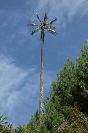 Palma de cera del Quindío (Ceroxylon quindiuense) (14725549921).jpg