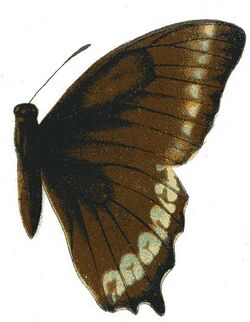 Papilio phorbanta.JPG