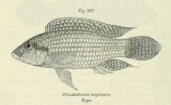 Parananochromis longirostris.jpg