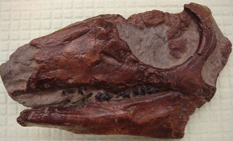 File:ParksosaurusSkull.JPG