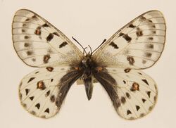 Parnassius tenedius ulster.jpg