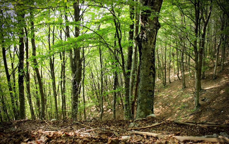 File:Particolare della foresta di faggi - Parco Naturale dei Monti Aurunci.jpg