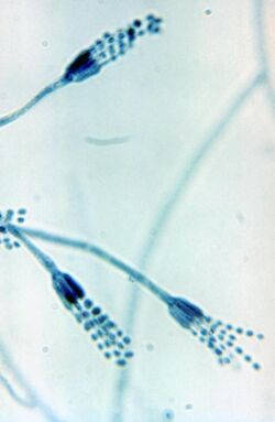 Penicillium glabrum conidiophores.jpg