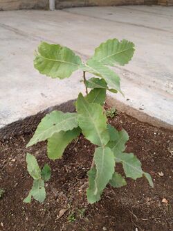 Persian oak-Quercus brantii 2.JPG