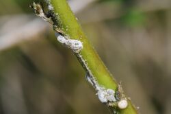 Phenacoccus solenopsis - Solenopsis mealybug - Unlu bit 02.JPG