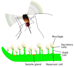 Vector graphic of the trapping and digestive features of a Pinguicula leaf