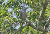 Pink-headed Imperial Pigeon (8074116303).jpg