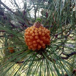 Pinus canariensis (male) in Presa de las Niñas 02 (cropped).jpg