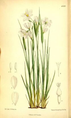 Plantillustrations4336.jpg