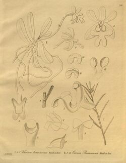 Ponera juncifolia (as Hexisea tenuissima) - Oeonia brauniana - Xenia 3 pl 300.jpg