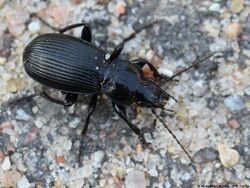 Pterostichus nigrita 01.JPG