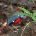 Red-bellied pitta iron08.jpg