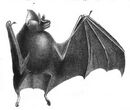 Rhinolophus euryotis illustration.jpg