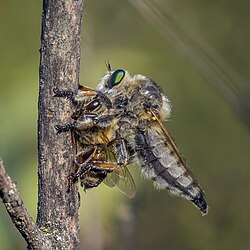 Fan-bristled robber fly (Dysmachus trigonus) with bee prey Babadag.jpg