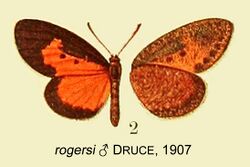 RogersiDruce1907OD.jpg