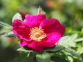 Rose, Rote Hannover, バラ, ローテ ハノーバー, (21898032695).jpg