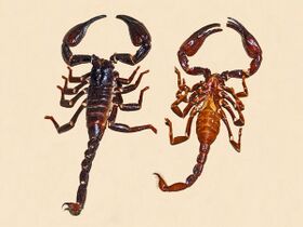 Scorpionidae - Heterometrus longimanus.JPG