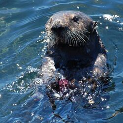 Sea otter with sea urchin.jpg