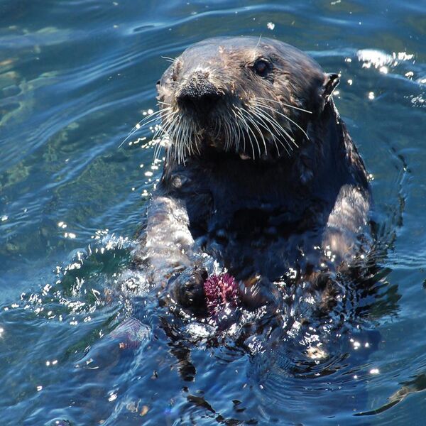 File:Sea otter with sea urchin.jpg