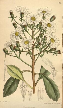 Senecio kirkii 139-8524.jpg