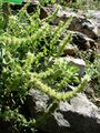 Sideritis hyssopifolia (BG Wroclaw)-1.JPG