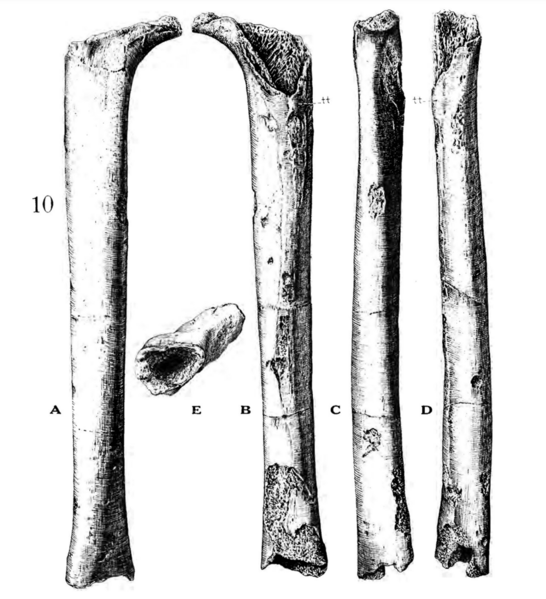 File:Sinanthropus Femur IV.png