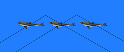 Stereogram Tut Eye Trick Composite Dolphin.png