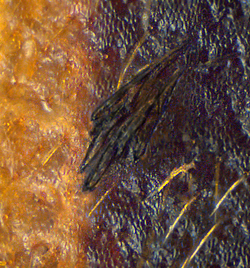 Styphlomerus placidus (Peringuey, 1896) Elytra with Laboulbenia sp. (Fungi) (0,24 mm) (13244321155).png