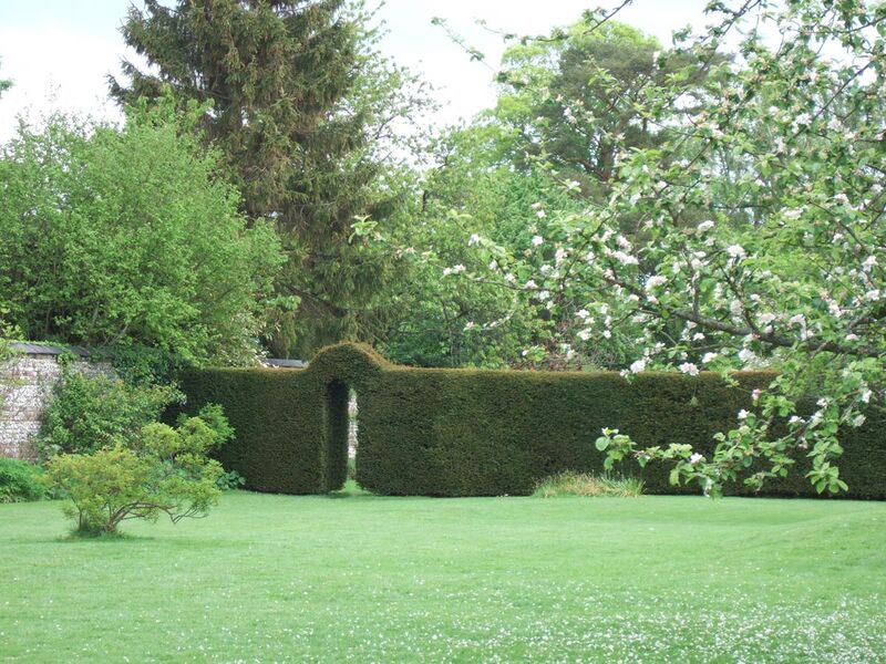 File:Taxus baccata, yew, as internal hedge at Down House.JPG