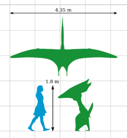 A diagram comparing the height of Thalassodromeus with that of a human, and an aerial view of its wingspan. Its height is roughly the same as a human – 1.8 m (5 ft 11 in) – and its wingspan is 4.35 m (14.3 ft).