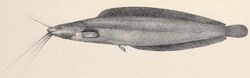 The fishes of the Nile (Pl. LIII) (6815501884) Clarias alluaudi.jpg
