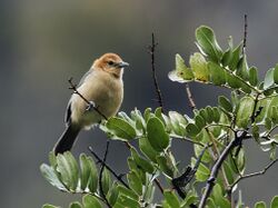 Thlypopsis inornata - Buff-bellied Tanager (cropped).jpg