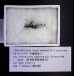 Tilachlidiopsis nigra - National Museum of Nature and Science, Tokyo - DSC06755.JPG