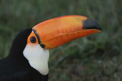 Photo of toco toucan's head emphasizing the large beak